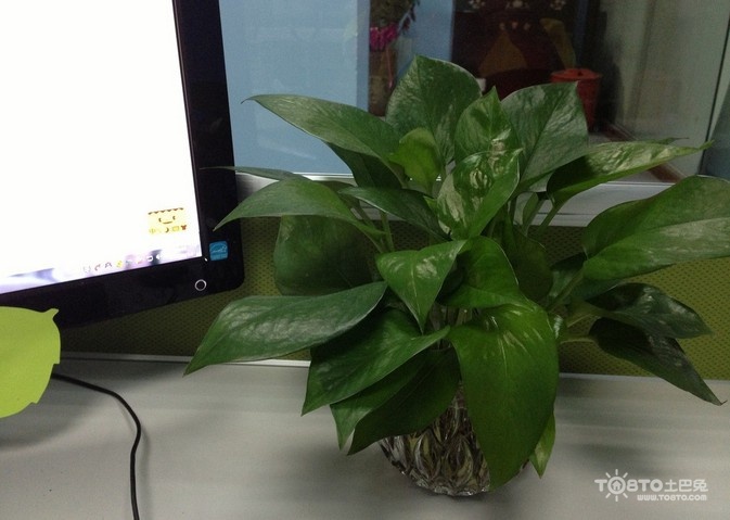 辦公室植物.jpg